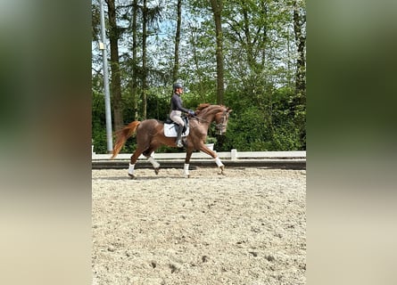 Oldenburg, Mare, 4 years, 16,3 hh, Chestnut-Red