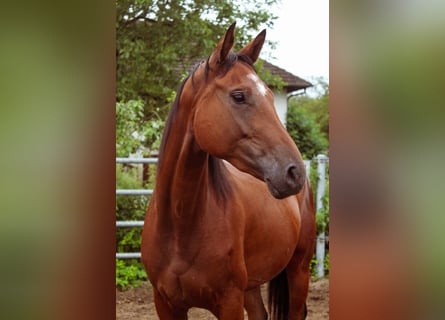 Oldenburg, Mare, 4 years, 16 hh, Bay-Dark