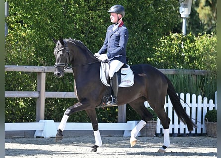 Oldenburg, Mare, 4 years, 16 hh, Black