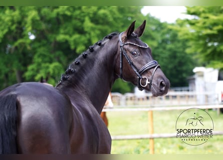Oldenburg, Mare, 4 years, 16 hh, Black