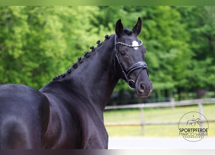 Oldenburg, Mare, 4 years, 16 hh, Black