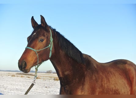 Oldenburg, Mare, 4 years, 16 hh, Brown
