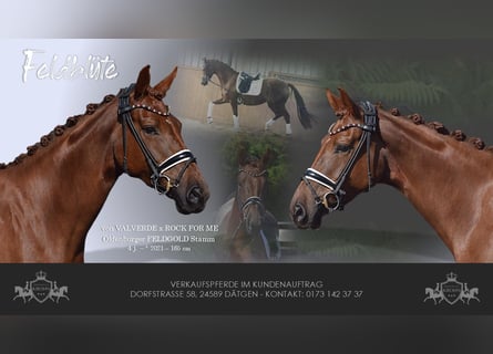 Oldenburg, Mare, 4 years, 16 hh, Chestnut