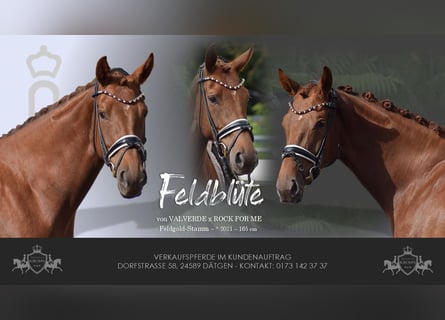 Oldenburg, Mare, 4 years, 16 hh, Chestnut