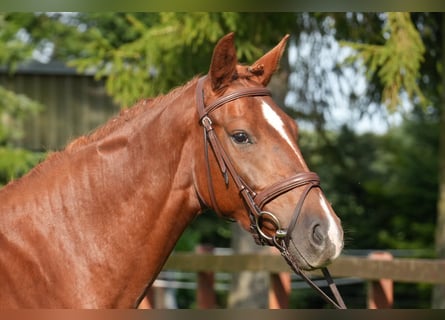 Oldenburg, Mare, 4 years, 16 hh, Chestnut-Red
