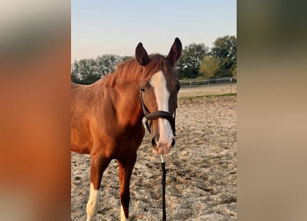 Oldenburg, Mare, 4 years, 16 hh, Chestnut-Red