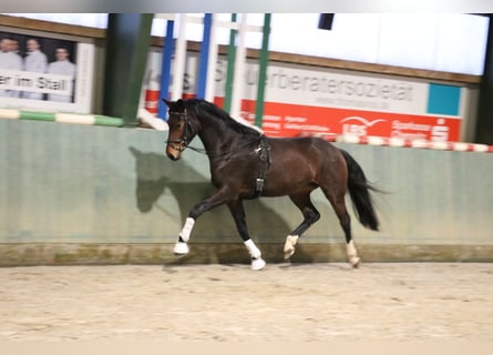 Oldenburg, Mare, 4 years, 16 hh