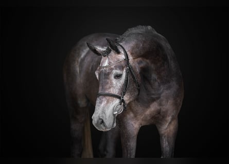 Oldenburg, Mare, 4 years, 16 hh