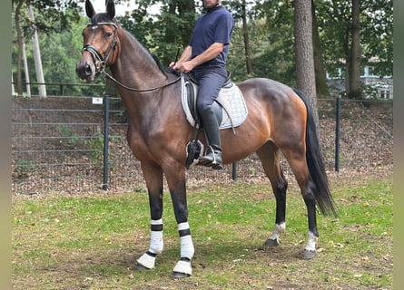 Oldenburg, Mare, 4 years, 16,1 hh, Bay-Dark