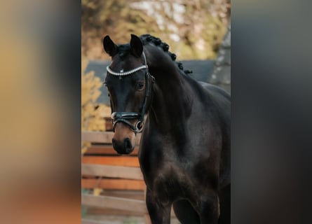 Oldenburg, Mare, 4 years, 16,1 hh, Bay-Dark