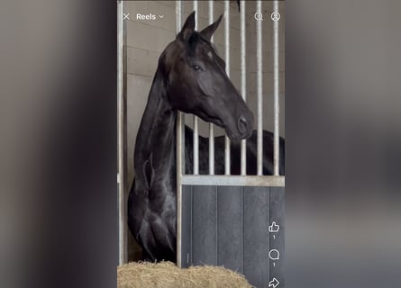 Oldenburg, Mare, 4 years, 16,1 hh, Black