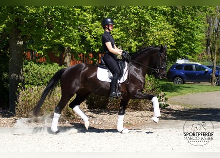 Oldenburg, Mare, 4 years, 16,1 hh, Black
