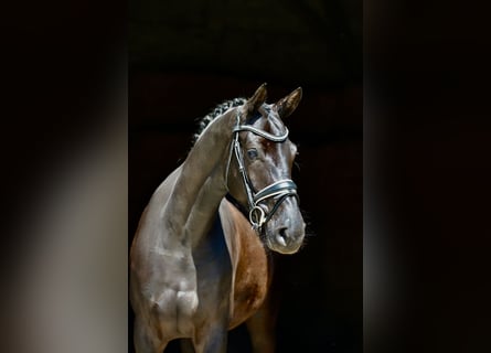 Oldenburg, Mare, 4 years, 16,1 hh, Black