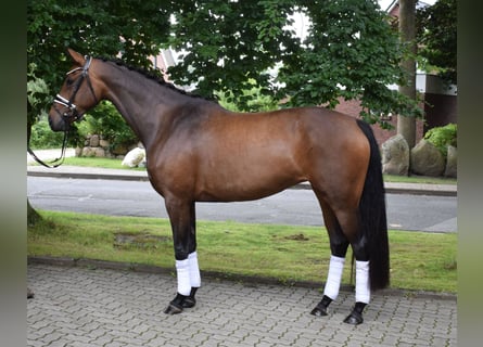 Oldenburg, Mare, 4 years, 16,1 hh, Brown