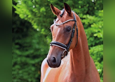Oldenburg, Mare, 4 years, 16,1 hh, Brown