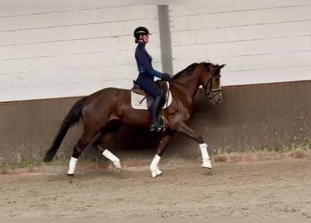 Oldenburg, Mare, 4 years, 16,1 hh, Chestnut