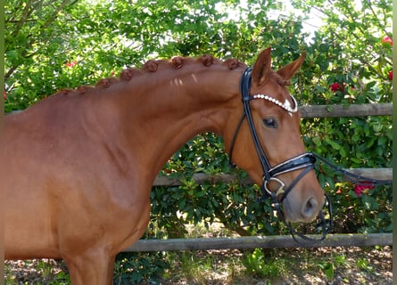 Oldenburg, Mare, 4 years, 16,1 hh, Chestnut-Red