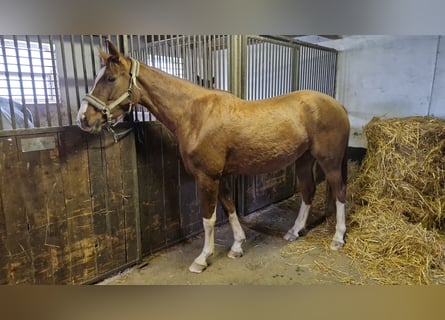 Oldenburg, Mare, 4 years, 16,1 hh, Chestnut-Red
