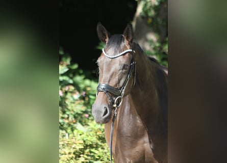 Oldenburg, Mare, 4 years, 16,1 hh, Smoky-Black