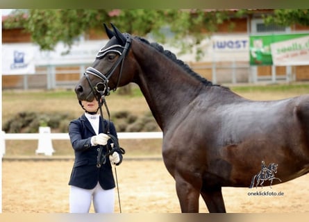 Oldenburg, Mare, 4 years, 16,1 hh, Smoky-Black