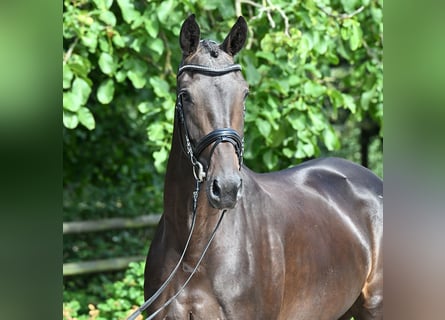 Oldenburg, Mare, 4 years, 16,2 hh, Bay-Dark