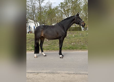 Oldenburg, Mare, 4 years, 16,2 hh, Bay-Dark