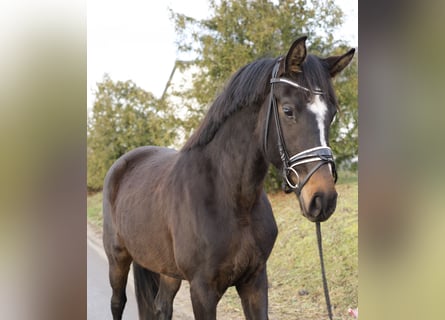 Oldenburg, Mare, 4 years, 16,2 hh, Bay-Dark