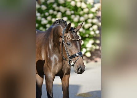 Oldenburg, Mare, 4 years, 16,2 hh, Bay-Dark