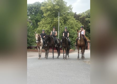 Oldenburg, Mare, 4 years, 16,2 hh, Black