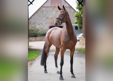 Oldenburg, Mare, 4 years, 16,2 hh, Brown