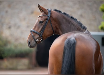 Oldenburg, Mare, 4 years, 16,2 hh, Brown