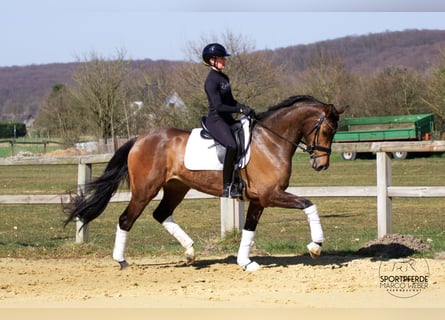 Oldenburg, Mare, 4 years, 16,2 hh, Brown