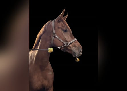 Oldenburg, Mare, 4 years, 16,2 hh, Chestnut-Red