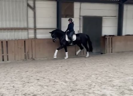 Oldenburg, Mare, 4 years, 16,3 hh, Bay-Dark