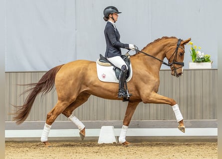 Oldenburg, Mare, 4 years, 16,3 hh, Chestnut