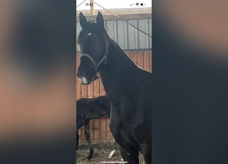 Oldenburger, Stute, 4 Jahre, 17 hh, Rappe