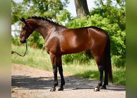 Oldenburg, Mare, 4 years, 18 hh, Brown