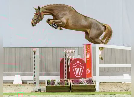 Oldenburg, Mare, 4 years, Chestnut-Red