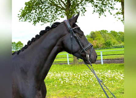 Oldenburg, Mare, 5 years, 15.3 hh, Black
