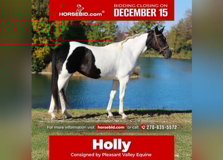 Oldenburg, Mare, 5 years, 15,2 hh, Pinto