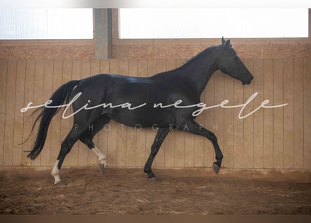 Oldenburg, Mare, 5 years, 15,3 hh, Black