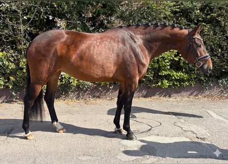 Oldenburg, Mare, 5 years, 15,3 hh, Brown