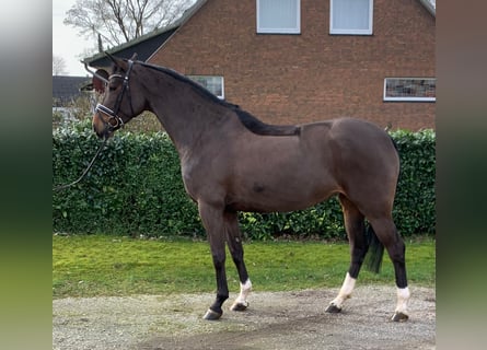 Oldenburg, Mare, 5 years, 16.1 hh, Bay-Dark