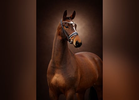 Oldenburg, Mare, 5 years, 16.1 hh, Bay-Dark