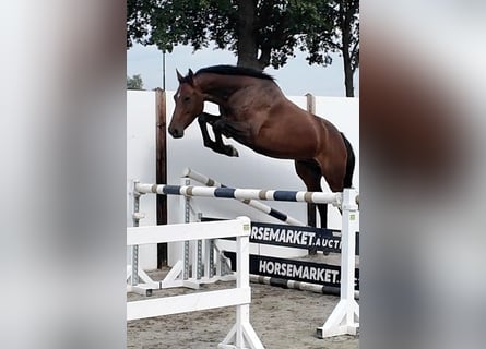Oldenburg, Mare, 5 years, 16.1 hh, Bay