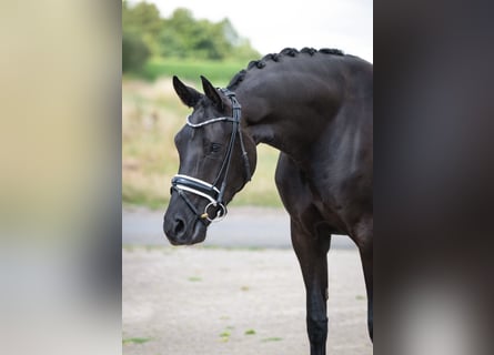 Oldenburg, Mare, 5 years, 16.1 hh, Black