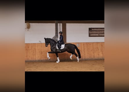 Oldenburg, Mare, 5 years, 16,1 hh, Brown