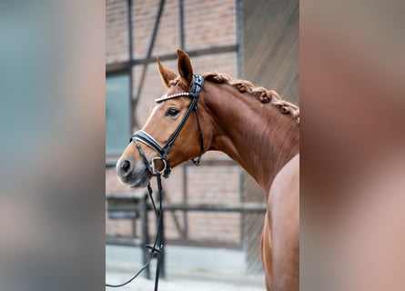 Oldenburg, Mare, 5 years, 16,1 hh, Chestnut-Red