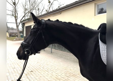 Oldenburg, Mare, 5 years, 16,1 hh, Smoky-Black