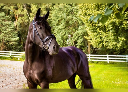 Oldenburger, Stute, 5 Jahre, 16,1 hh, Schwarzbrauner